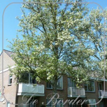 Pyrus calleryana 'Chanticleer'