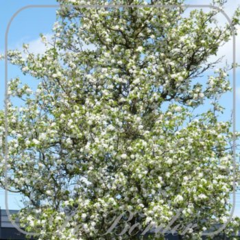 Pyrus calleryana 'Chanticleer'