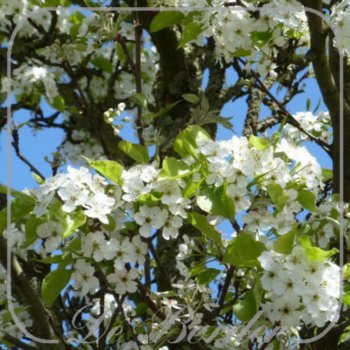 Pyrus calleryana 'Chanticleer'