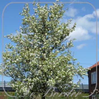 Pyrus calleryana 'Chanticleer'