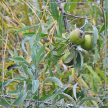 Pyrus salicifolia 'Pendula'