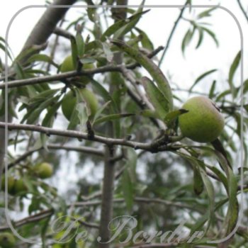 Pyrus salicifolia 'Pendula'