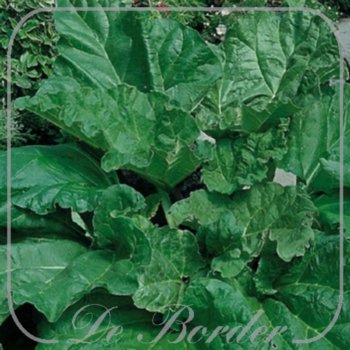 rheum-rhabarbarum-pot-11cm-294.jpg Rheum rhabarbarum
