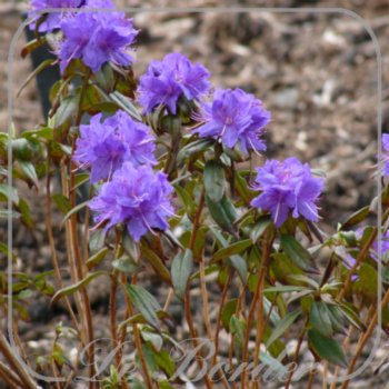 rhododendron-azurika-897.jpg Rhododendron 'Azurika'