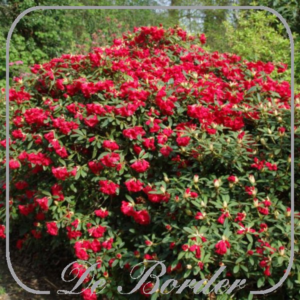 rhododendron-baden-baden-667 Rhododendron 'Baden-Baden'