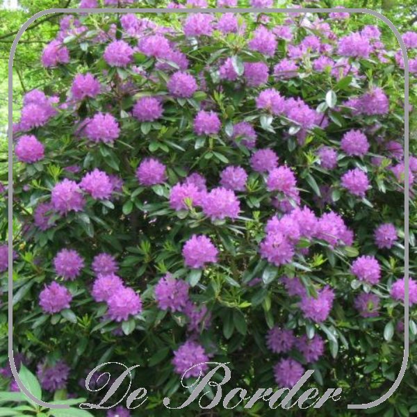 Rhododendron 'Catawbiense Grandiflorum'