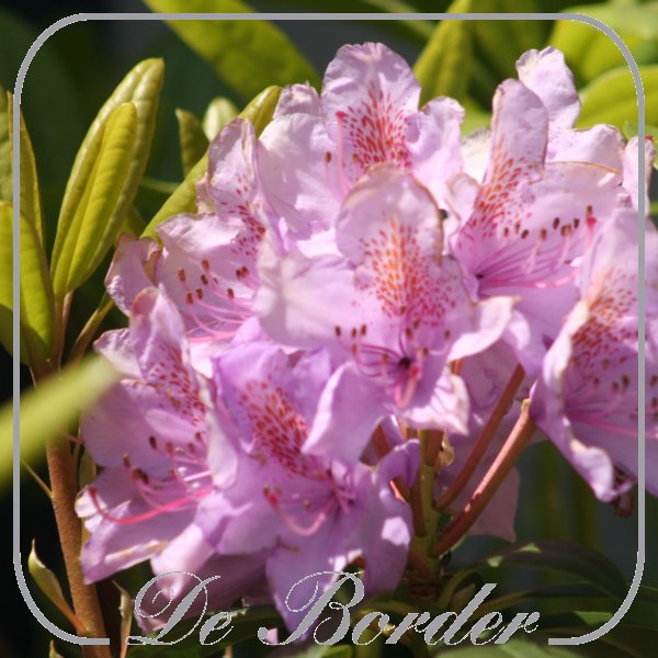 rhododendron-catawbiense-grandiflorum-403 Rhododendron 'Catawbiense Grandiflorum'