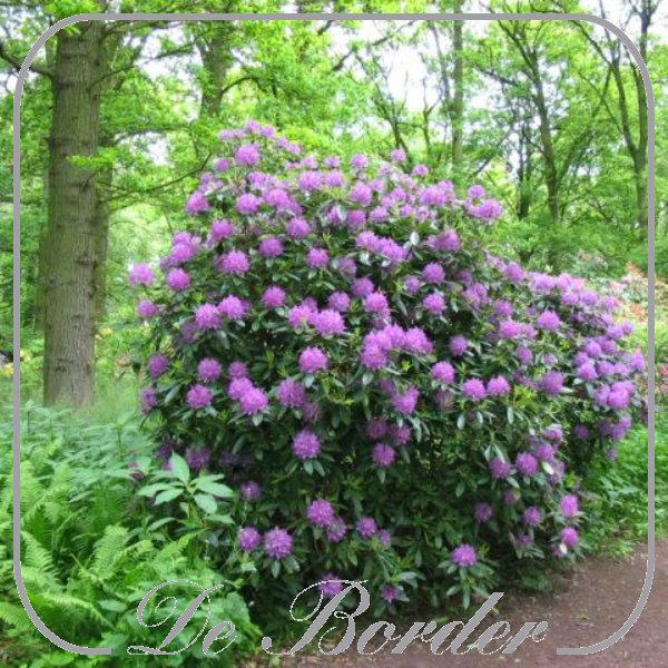 Rhododendron 'Catawbiense Grandiflorum'
