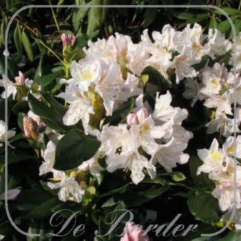 Rhododendron 'Cunningham's White'