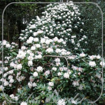 Rhododendron 'Cunningham's White'
