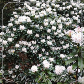 Rhododendron 'Cunningham's White'