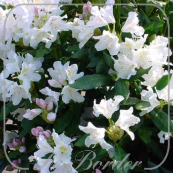 Rhododendron 'Cunningham's White'