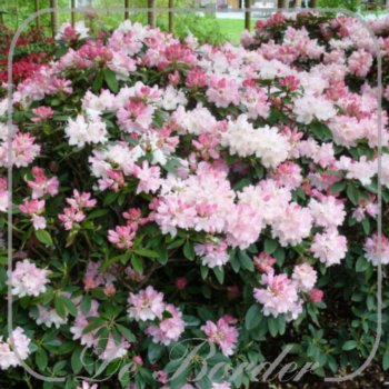 rhododendron-dreamland-203 Rhododendron 'Dreamland'