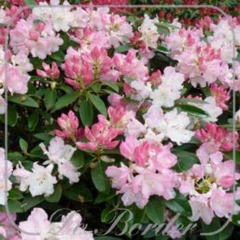 rhododendron-dreamland-360 Rhododendron 'Dreamland'