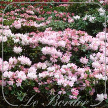 rhododendron-dreamland-676 Rhododendron 'Dreamland'