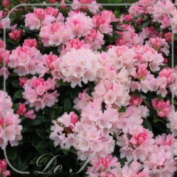 rhododendron-dreamland-893 Rhododendron 'Dreamland'