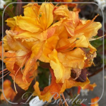 Rhododendron 'Golden Nectarine'