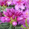 Rhododendron 'Lee's Dark Purple'