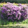 Rhododendron 'Lee's Dark Purple'