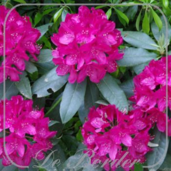 Rhododendron 'Nova Zembla'
