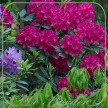 Rhododendron 'Nova Zembla'