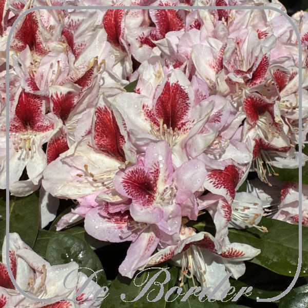 rhododendron-orakel-758 Rhododendron 'Orakel'
