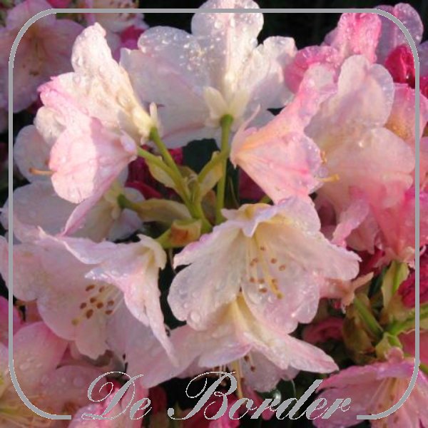 rhododendron-percy-wiseman-052 Rhododendron (Y) 'Percy Wiseman'