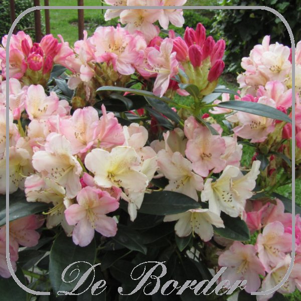 rhododendron-percy-wiseman-074 Rhododendron (Y) 'Percy Wiseman'