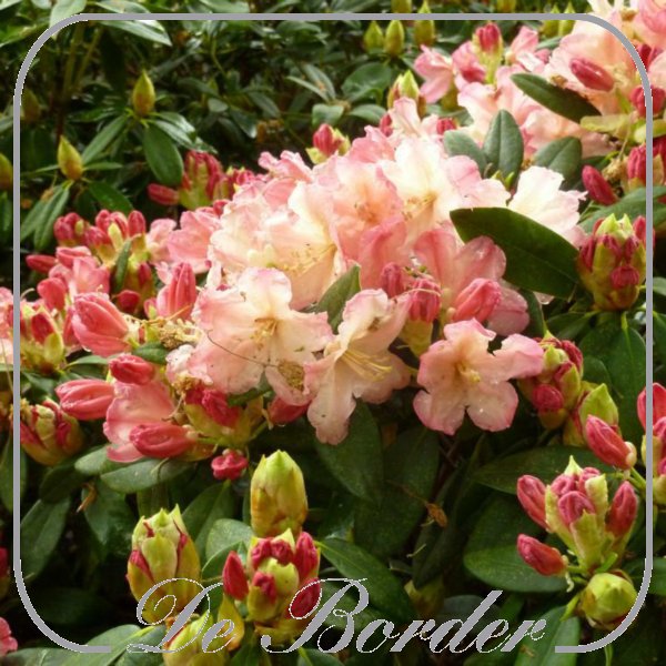 Rhododendron (Y) 'Percy Wiseman'