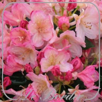 Rhododendron (Y) 'Percy Wiseman'