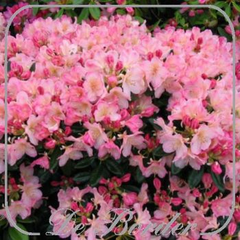 Rhododendron (Y) 'Percy Wiseman'