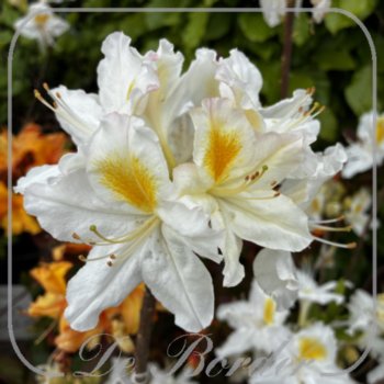 Rhododendron 'Persil'