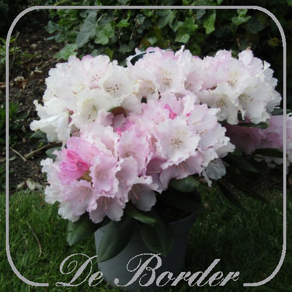 rhododendron-silberwolke-726 Rhododendron 'Silberwolke'