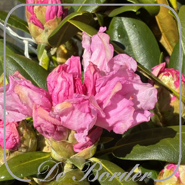 rhododendron-silberwolke-760 Rhododendron 'Silberwolke'