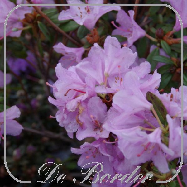 rhododendron-snipe-182 Rhododendron 'Snipe'