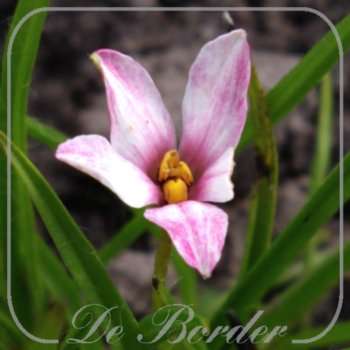 Rhodoxis 'Summerstars Peppermint'