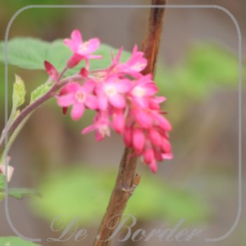 Ribes sanguineum 'King Edward VII'