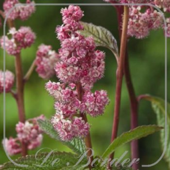 Rodgersia 'Dark Pokers'