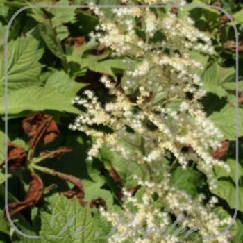 Rodgersia podophylla 'Pagode'