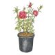 Rosa 'The Fairy'