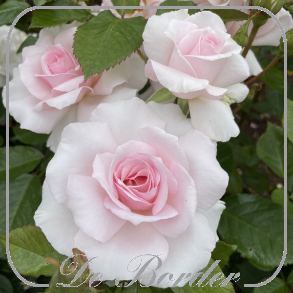 Rosa 'A Whiter Shade of Pale'