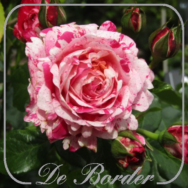 Rosa 'Abracadabra' 2014
