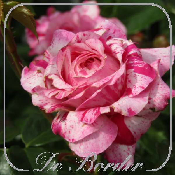 Rosa 'Abracadabra' 2014
