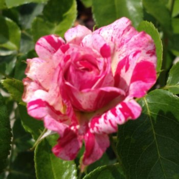 rosa-abracadabra-2014-965 Rosa 'Abracadabra' 2014