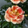 Rosa 'Airbrush'