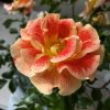 Rosa 'Airbrush'