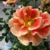 Rosa 'Airbrush'