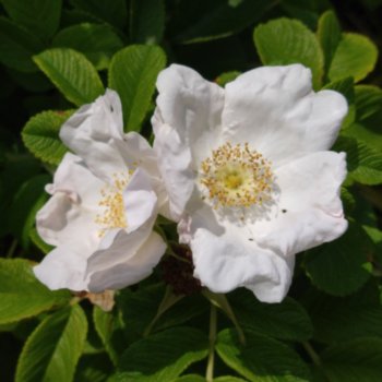 Rosa 'Alba' (rugosa)
