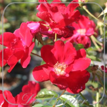 Rosa 'Alcantara'