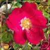 Rosa 'Alcantara'